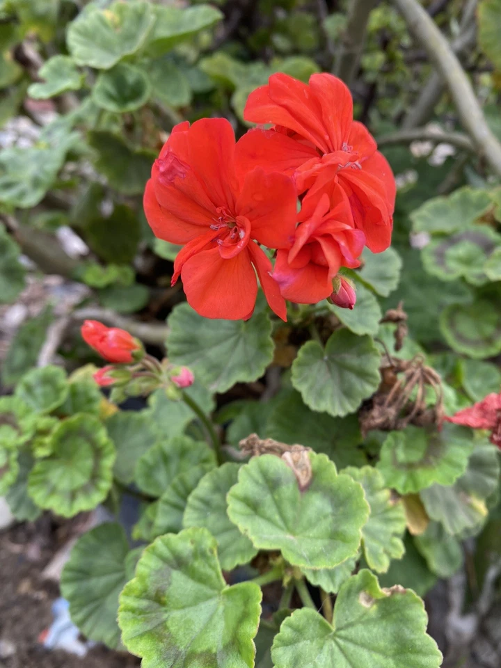 Orange Geranium Cuttings – 6 Live Pelargonium Cuttings, Flowering Geranium Plants for Propagation