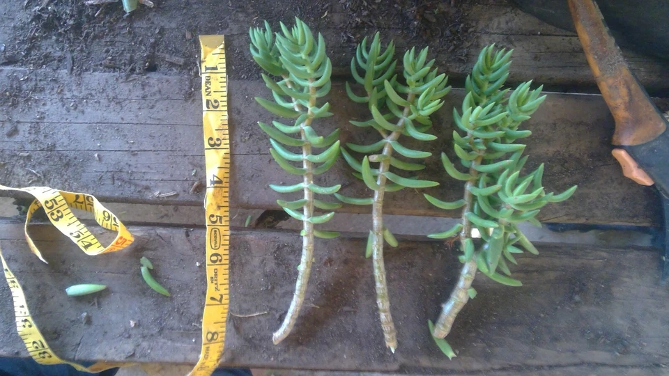 Mini Pine Crassula Tetragona Cuttings Set of 20 Unrooted 8 Inch Succulent for Borders