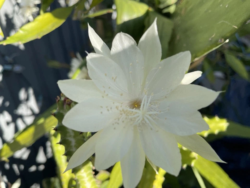 Epiphyllum Oxypetalum and Hookeri Cuttings Mix, Queen of the Night Cactus Stems for Propagation Set of 10