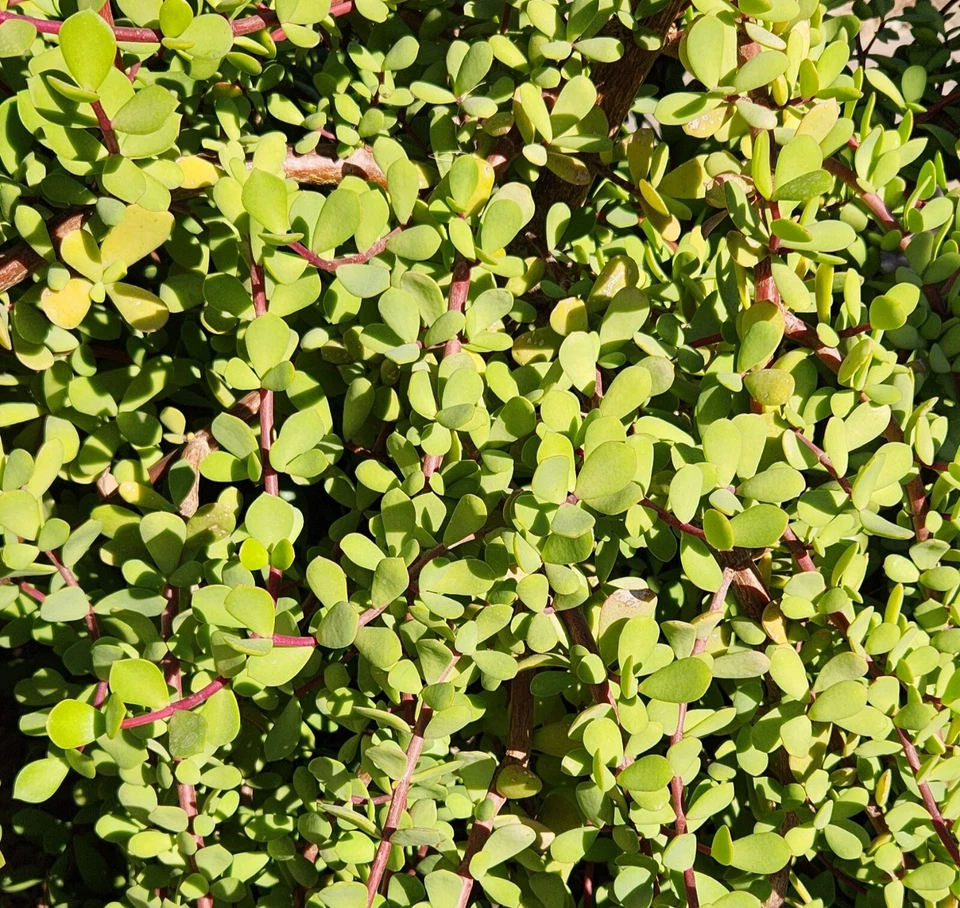 Portulacaria Afra ‘Mammoth’ Succulent Cuttings – Elephant Bush – 5 Unrooted Live Cuttings