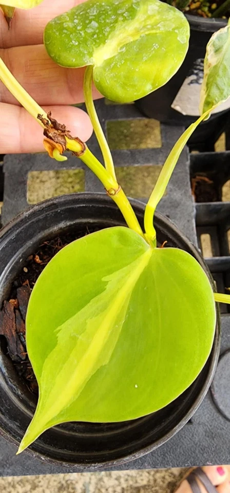 Philodendron Brasil Rooted Cuttings – 3 Heart Leaf Vine Plants, Variegated Indoor Houseplant