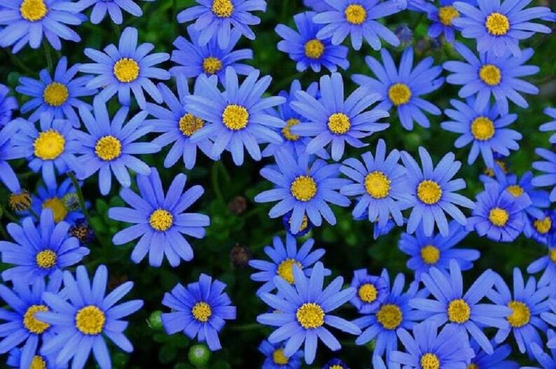 Felicia Blue Daisy Kingfisher – 10 Unrooted Cuttings Plus 100 Seeds, Felicia amelloides Flower for Planting