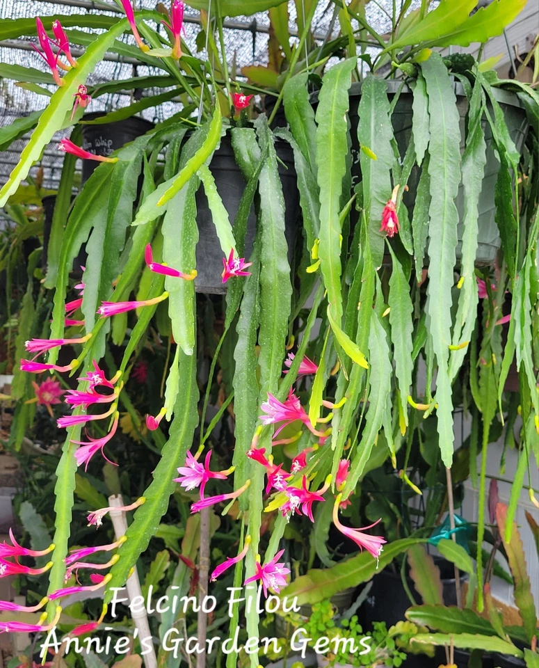 Epiphyllum Felcino Filou Unrooted Cuttings 8–10 Inch, Orchid Cactus Cutting for Propagation