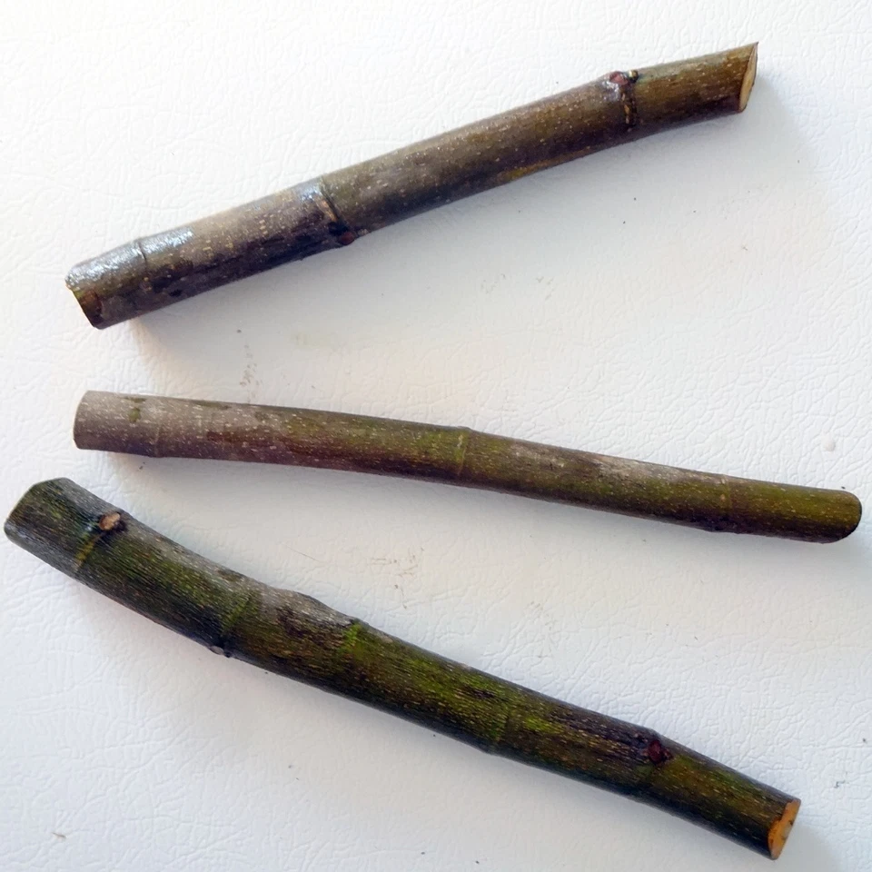 Desert King Fig Tree Cuttings – 3 Live Yellow Fig Cuttings, Ficus carica for Propagation Zones 5–9