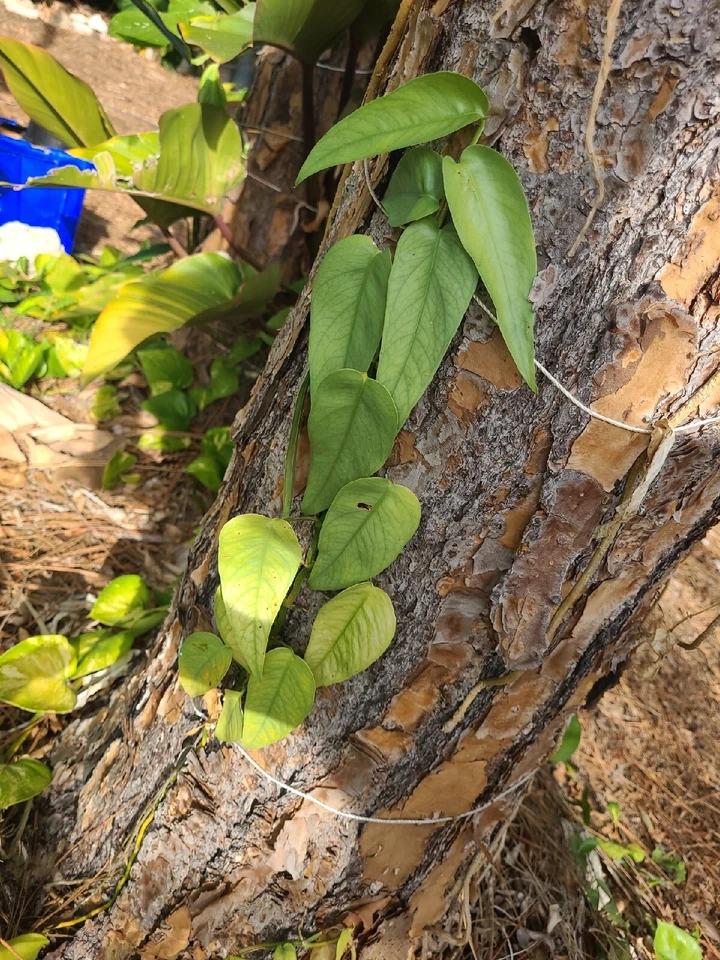 Cebu Blue Pothos Unrooted Cutting – Epipremnum pinnatum 4 Node Trailing Houseplant Cutting for Propagation