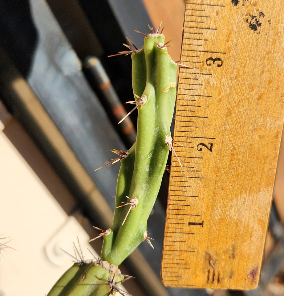 Cylindropuntia Acanthocarpa Thornberi Cutting for Planting – Live Cholla Cactus Segment