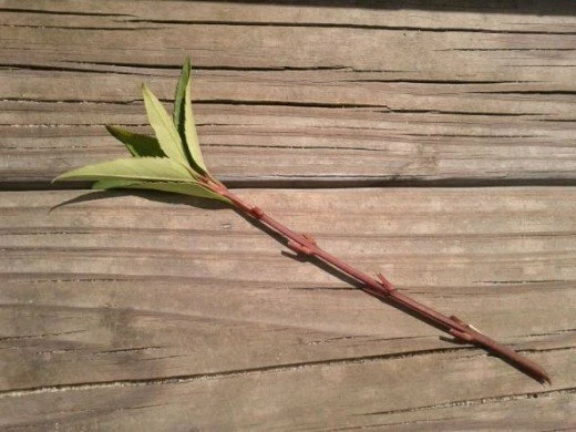 Forsythia Bush Cuttings – Set of 12 Unrooted Forsythia Cuttings 6–8 Inches Long, Flowering Shrub for Propagation