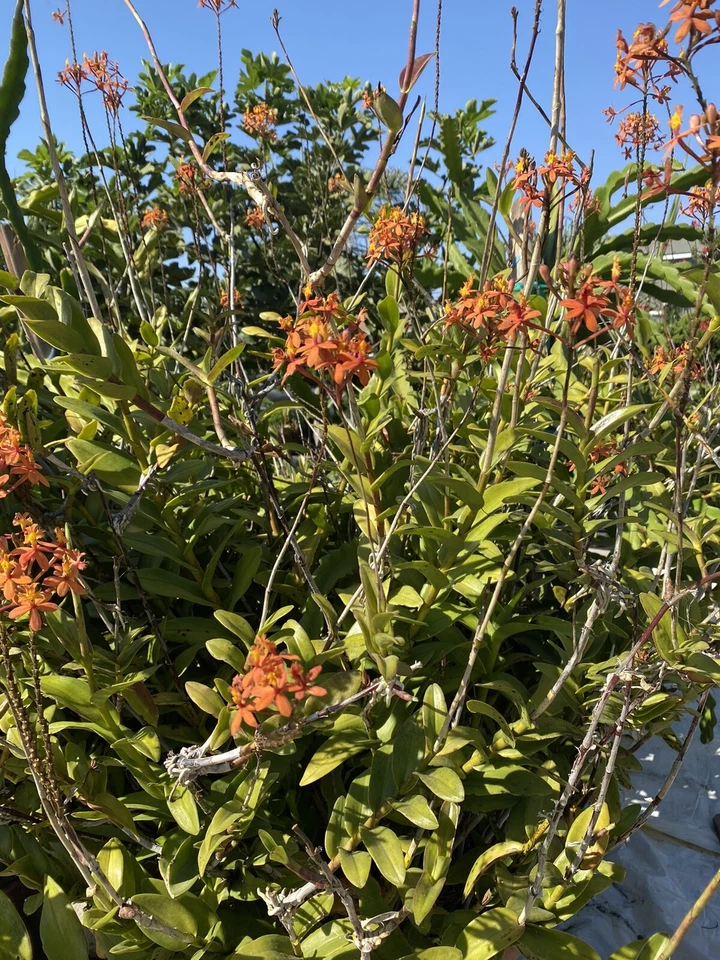 Epidendrum Orchid Live Plants – 3 Rooted Pieces, Red Yellow Orange Purple Varieties, 4–8 Inch Orchid Plants