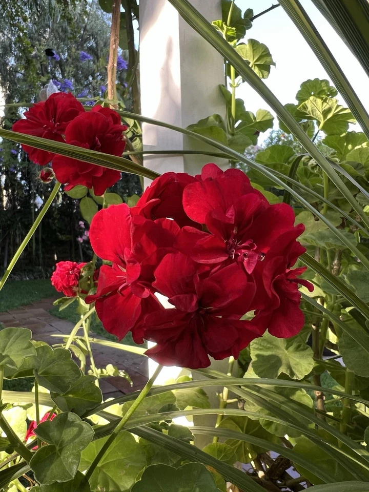 True Red Ivy Geranium Cuttings – 5 Live Pelargonium Peltatum Cuttings, Trailing Red Geranium Plant, 6 Inch Growth
