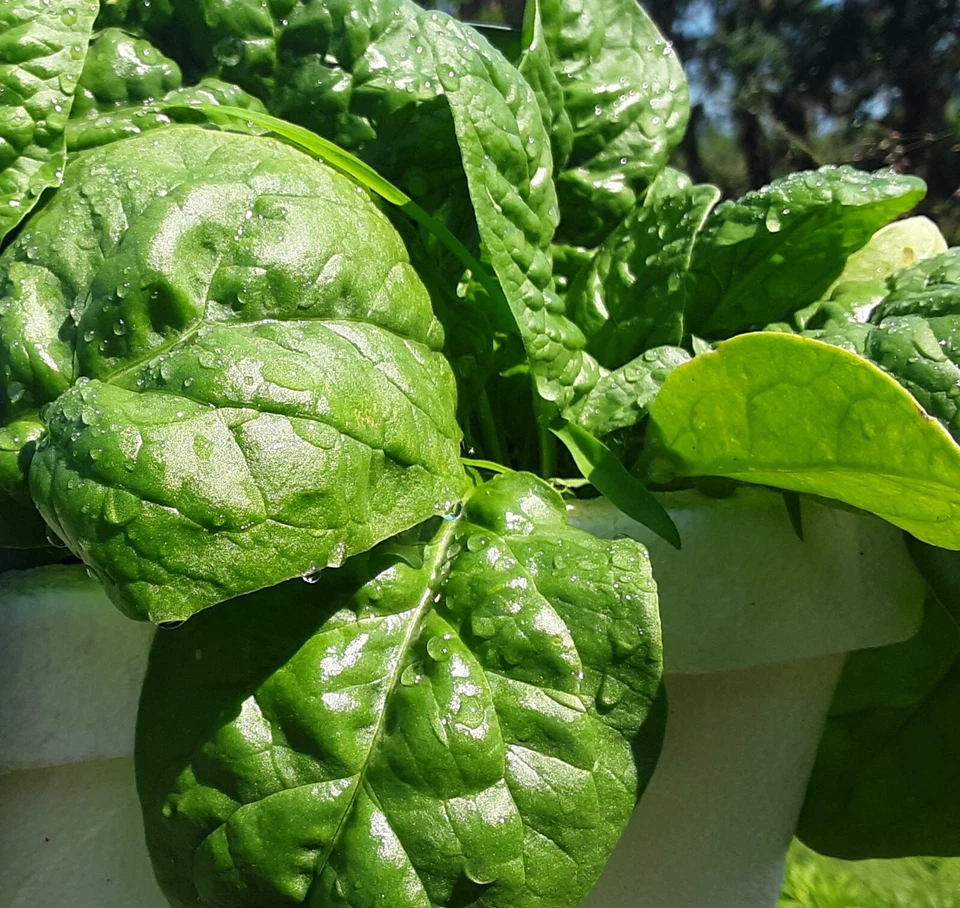 Noble Giant Spinach Seeds Spinacia oleracea, Heirloom Leafy Green Vegetable Seeds for Planting, 200 Seeds