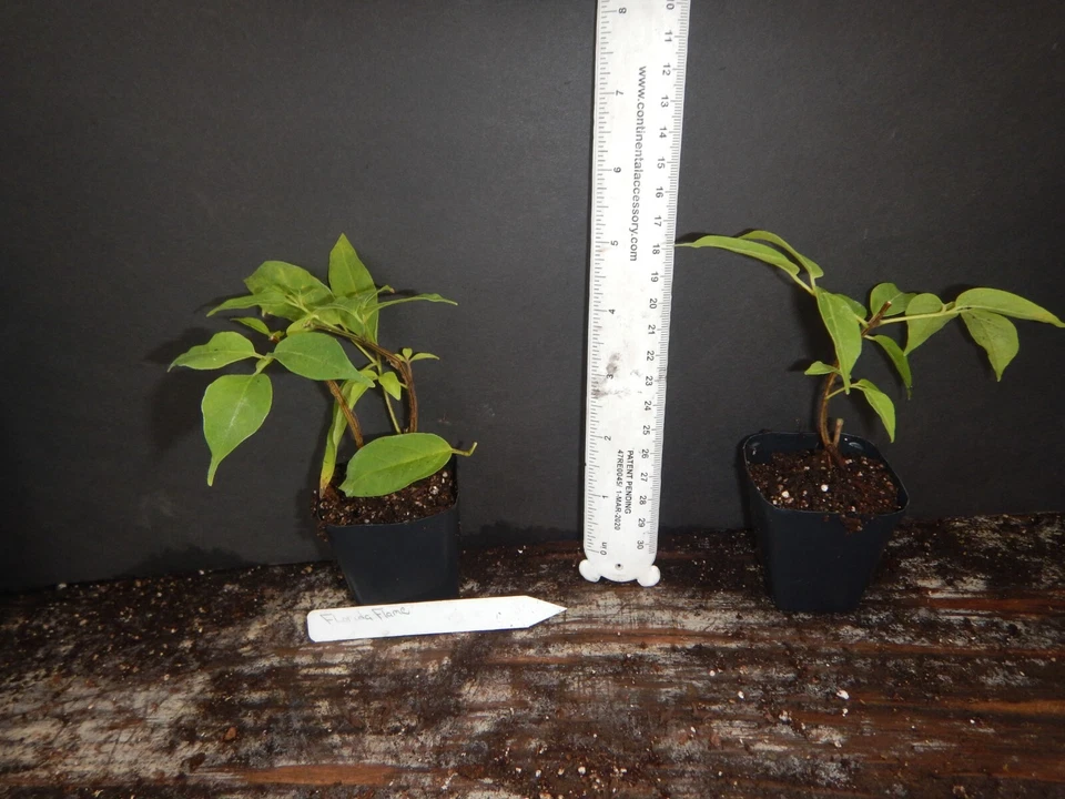 Florida Flame Vine Live Rooted Starter Plant – Phryostegia venusta Flowering Vine for Outdoor Growing