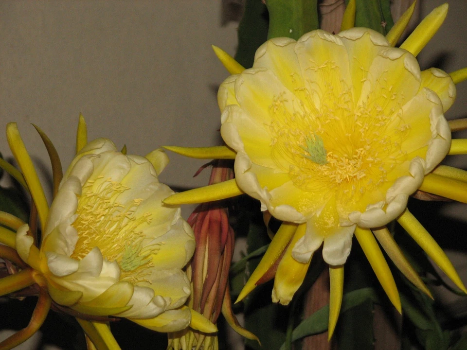 Yellow Skin Dragon Fruit Cutting – Epiphyllum Cactus Cutting, Hylocereus megalanthus Live Tropical Plant