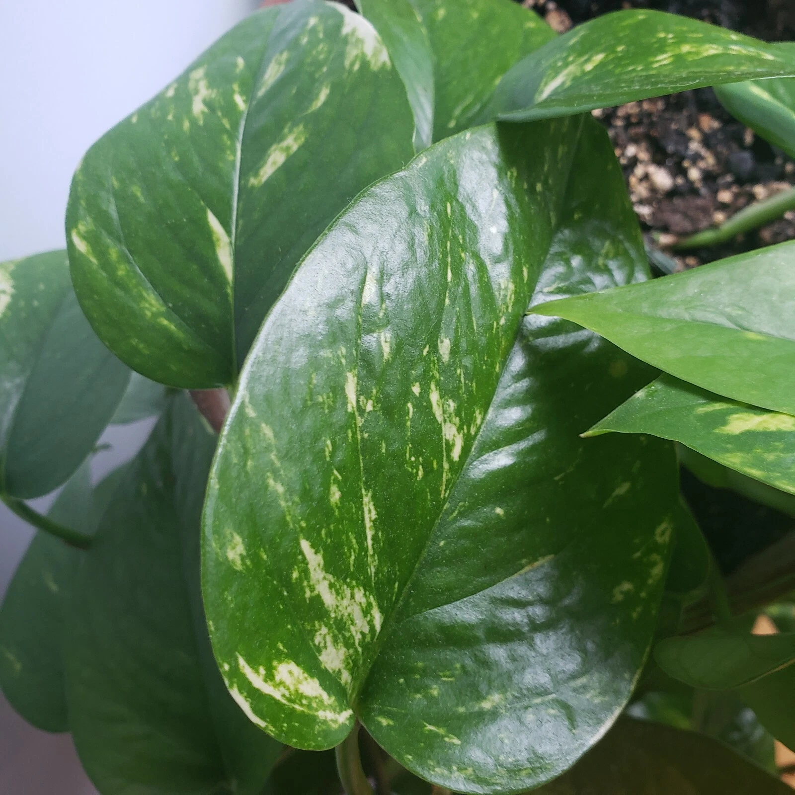 Golden Pothos Cuttings – 6 Live Unrooted Epipremnum aureum Cuttings, Easy-Rooting Indoor Trailing Plant for Pots & Hanging Baskets