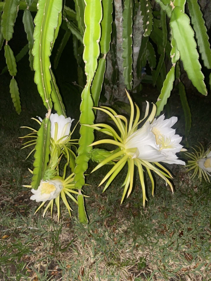 Night Blooming Cereus Queen of the Night Epiphyllum Oxypetalum Orchid Cactus Live Plant
