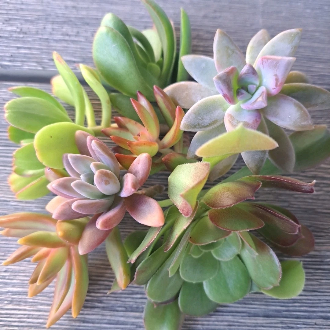 Assorted Succulent Cuttings – 5 Live Unrooted Succulent Plant Cuttings for Propagation and Container Growing