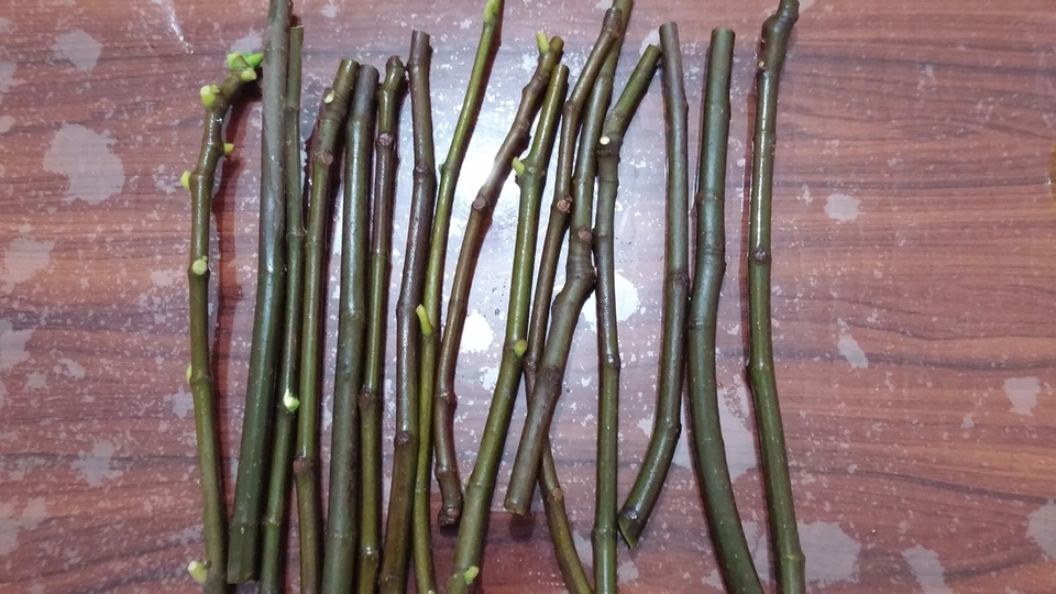 Lattarula Italian Honey Fig – 2 Fresh Cuttings for Planting + Willow Water Included – Live Fig Tree Starter Stems