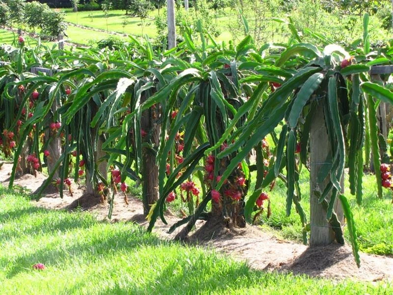 Dragon Fruit Cutting Live, Pitaya Cactus Cutting 6 Inch Plus for Propagation Tropical Fruit Plant