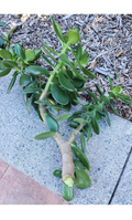 Jade Plant Cuttings – 2 Thick Unrooted Crassula Ovata Succulent Cuttings, 0.75–1 Inch Diameter