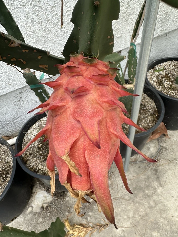 Taiwan Orange Dragon Fruit Cuttings – 2 Live Orange Dragon Pitaya Cuttings 10–15 Inches Long for Planting