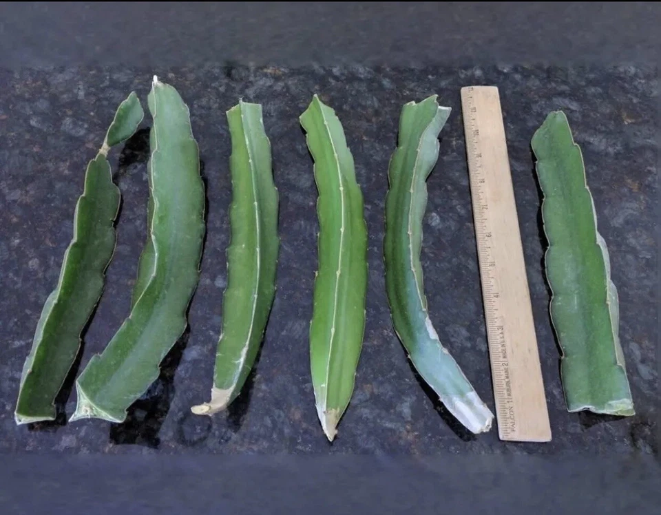 Vietnamese White Dragon Fruit Cuttings – 3 Fresh 12-Inch Pitaya Cuttings for Rooting