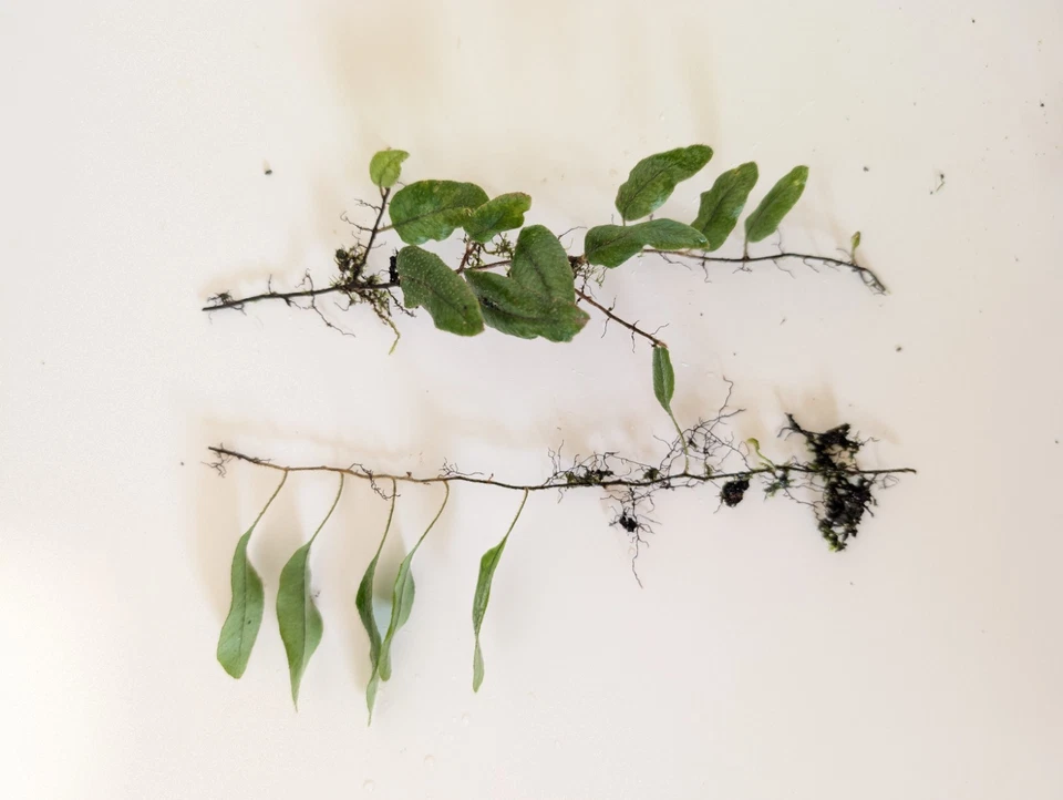 Microgramma Climber Fern Vines – 5 Bare Tiny Fern Cuttings, 3 Inch Mini Epiphytic Fern for Terrarium Growing