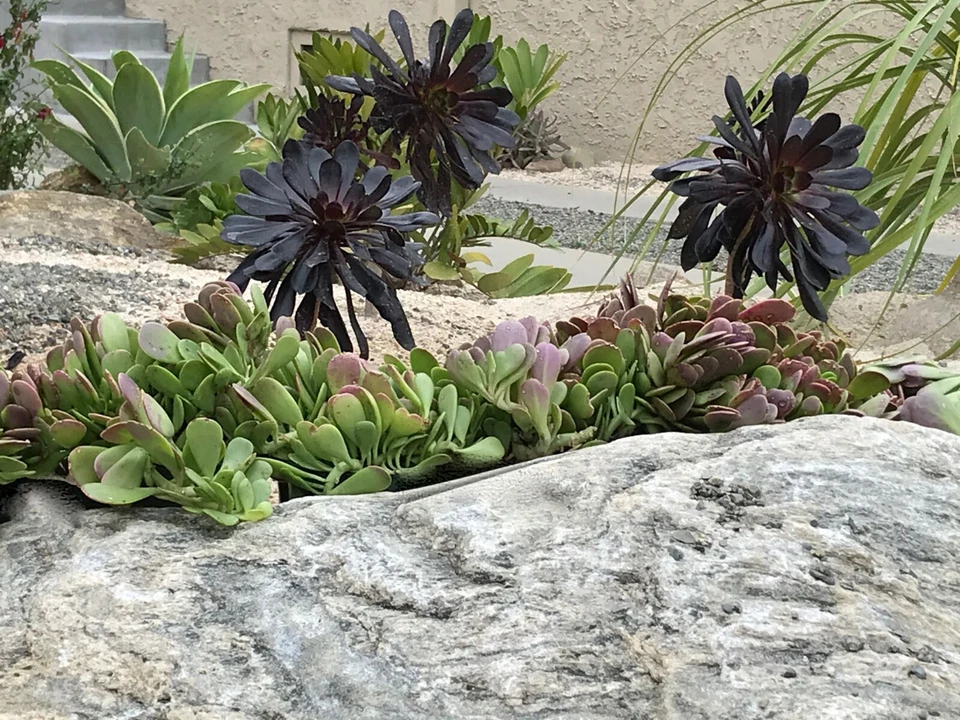 Trailing Creeping Jade Cuttings – 3 Live Senecio jacobsenii Succulent Cuttings, 6 Inch Weeping Succulent