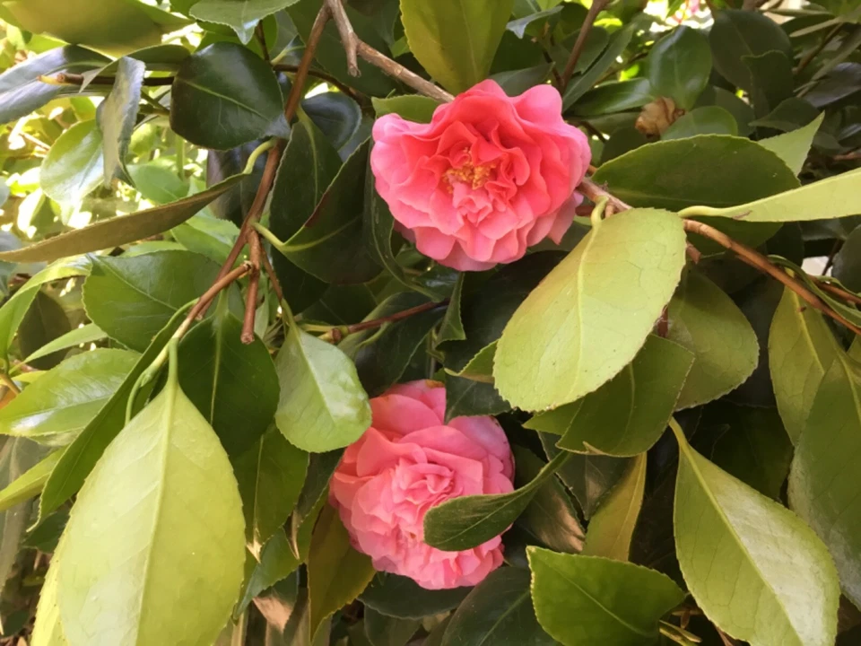 Camellia Pink Ruffle Cuttings Set of 10 Unrooted Pieces Ornamental Shrub with Large Blooms