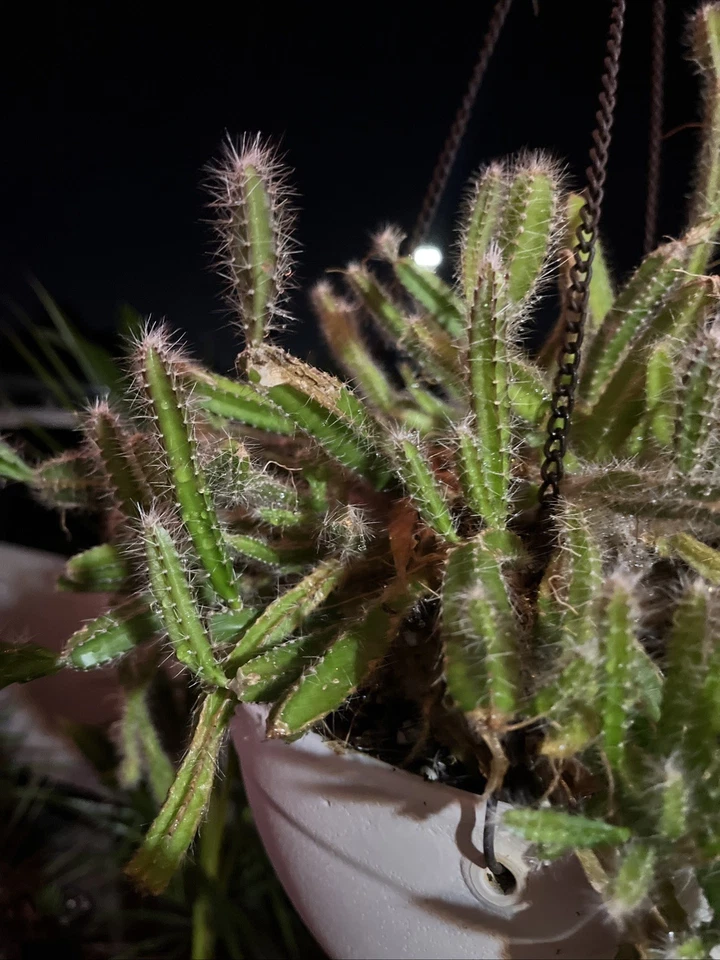 Strophocactus Testudo Dog Tail Cactus – Live Succulent – 2–3 Rooted Pieces 4–6 Inches