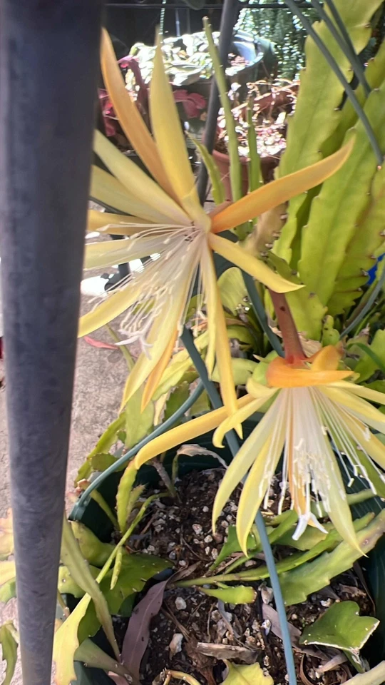 Golden Charm Epiphyllum Cuttings – 2 Unrooted Orchid Cactus Cuttings, Yellow Flower Epiphyllum for Propagation