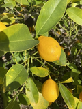 Meyer Lemon Cuttings – 6 Unrooted Citrus meyeri Cuttings for Propagation
