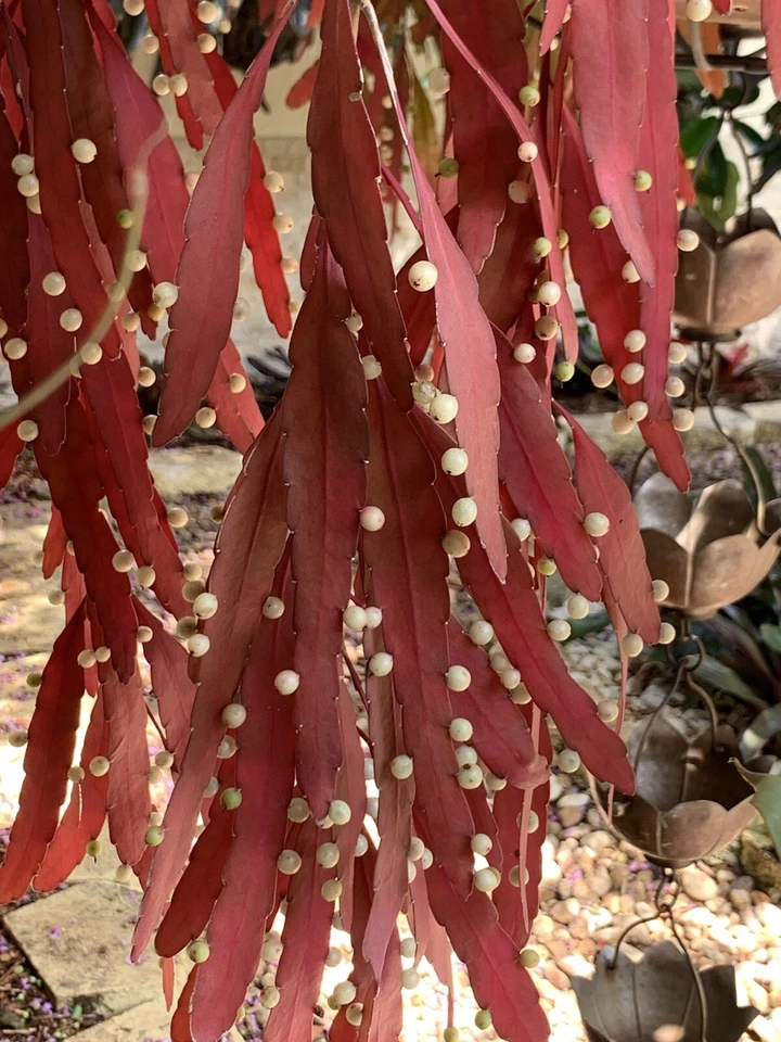Rhipsalis ramulosa Red Cuttings – 6 Unrooted Mistletoe Cactus Cuttings for Indoor Hanging Plant Propagation