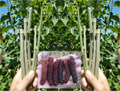 Pakistan Mulberry Live Cuttings – 10 Fresh Organic Mulberry Sticks for Rooting or Grafting, Morus Variety