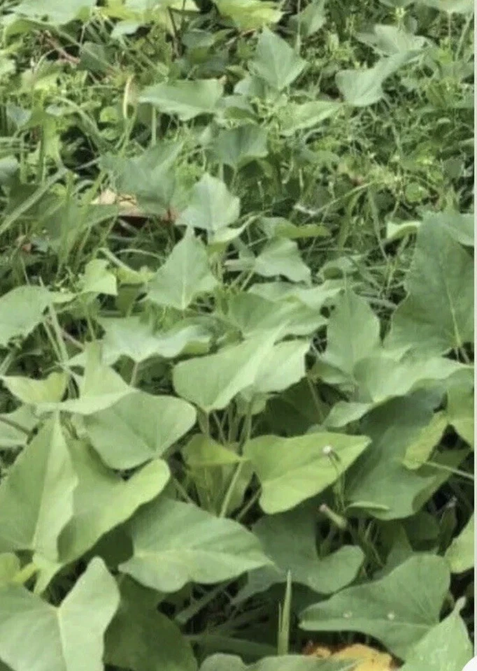 Beauregard Sweet Potato Slips – 10 Live Rooted Vine Cuttings – Ipomoea batatas Starter