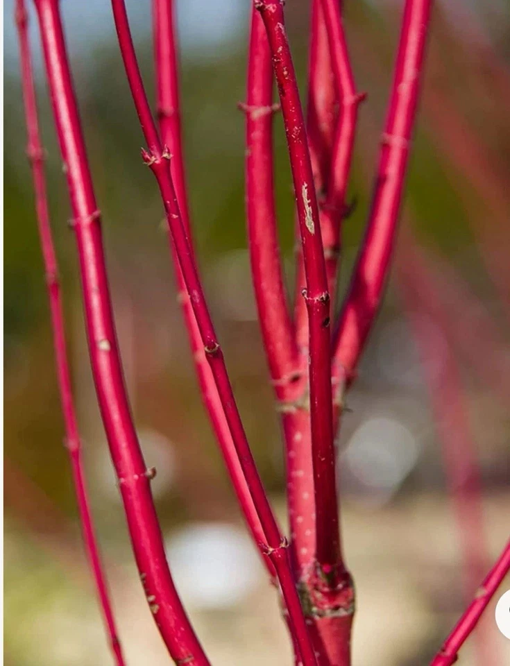 Red Dogwood Unrooted Cuttings – Bright Red Stem Cornus Shrub Cuttings for Planting and Propagation