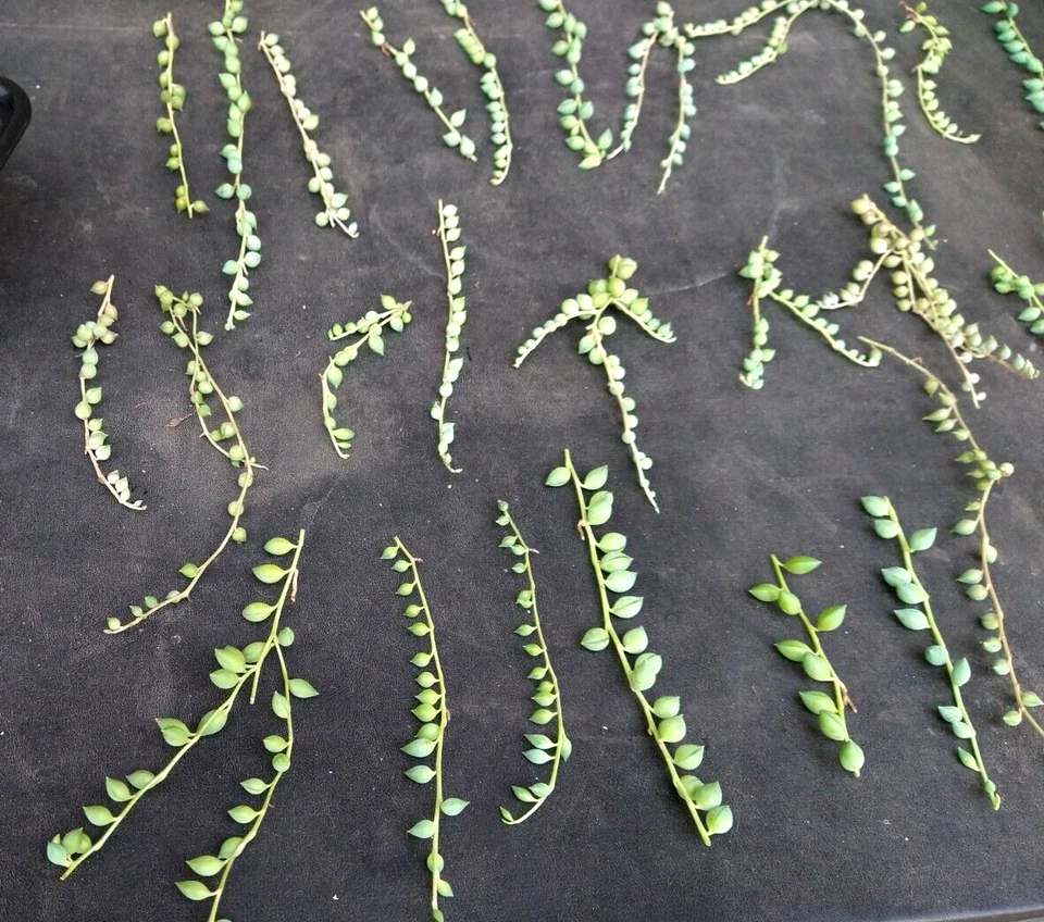 String of Pearls Cuttings – Lot of 30 Mature Healthy Curio rowleyanus Stems for Hanging Succulent Propagation