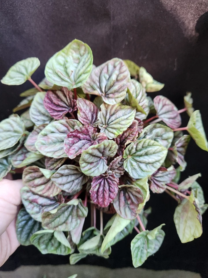 Red Ripple Peperomia Caperata Leaf Cutting in Propagation Cup, Live Houseplant Cutting for Indoor Growing