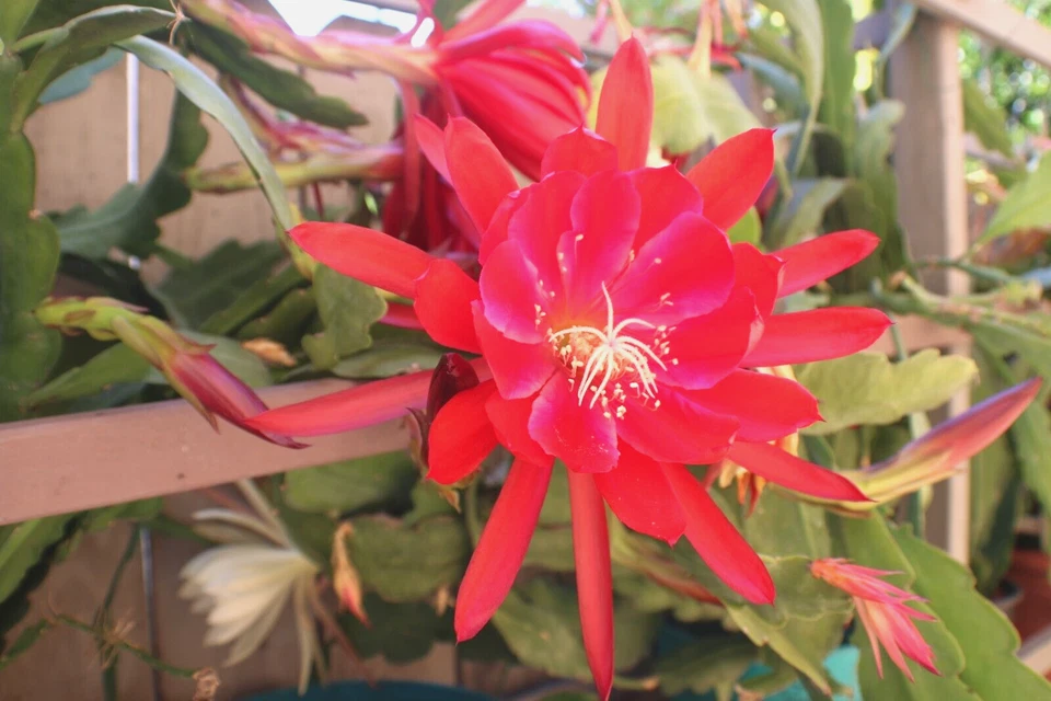 Epiphyllum Orchid Cactus Cuttings, 3 Unrooted Cuttings 8–12 Inch Mixed Flower Colors