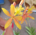 Epidendrum Orchid Cuttings – 2 Live Unrooted Orchid Cuttings Yellow with Pink Flush for Propagation