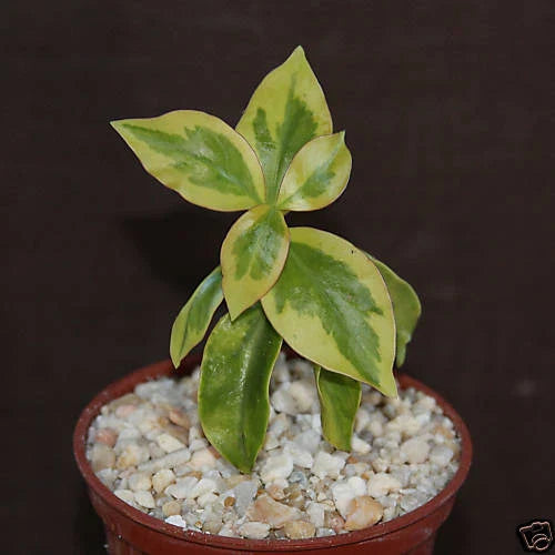 Variegated Cactus Plant 4" Pot - Pereskia aculeata var. rubescens - Rare Succulent with Unique Leaf Patterns