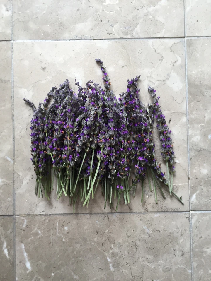 Live Lavender Cuttings – Organic California Grown Lavandula Angustifolia Stems for Rooting