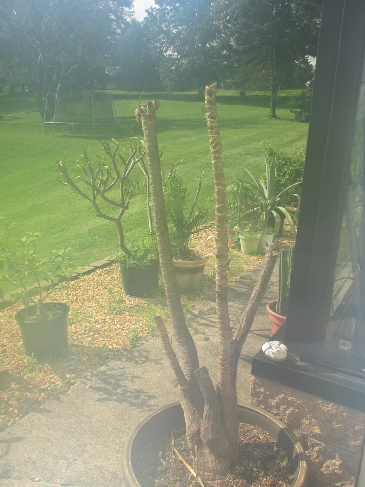 Yucca Tree Rooted Branch Cuttings for Planting – Large Live Yucca Plant Starter for Outdoor or Container Growing