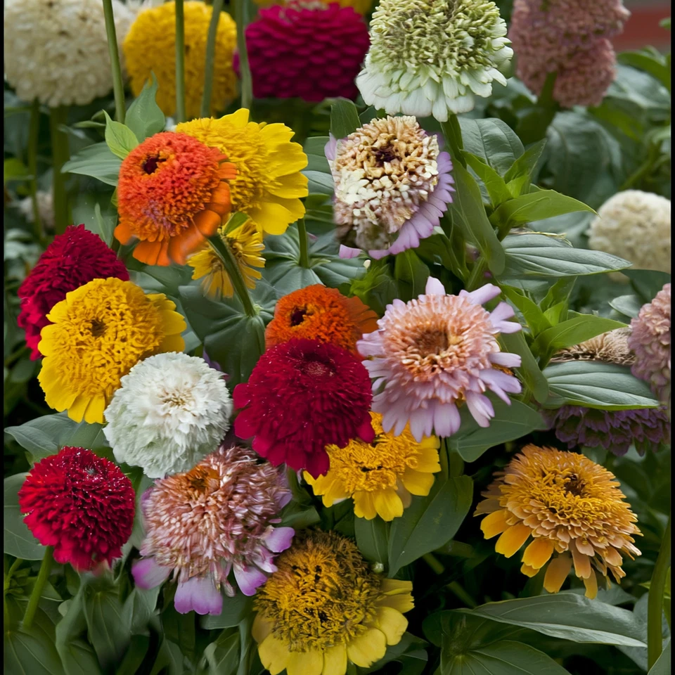 Crested Petal Zinnia Seeds 25 Count Tall Annual Flowers With Ruffled Crown Blooms