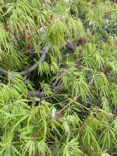 Japanese Dwarf Maple Unrooted Cuttings – 6 Acer palmatum Scions, 6 Inch Tree Cuttings for Rooting or Grafting