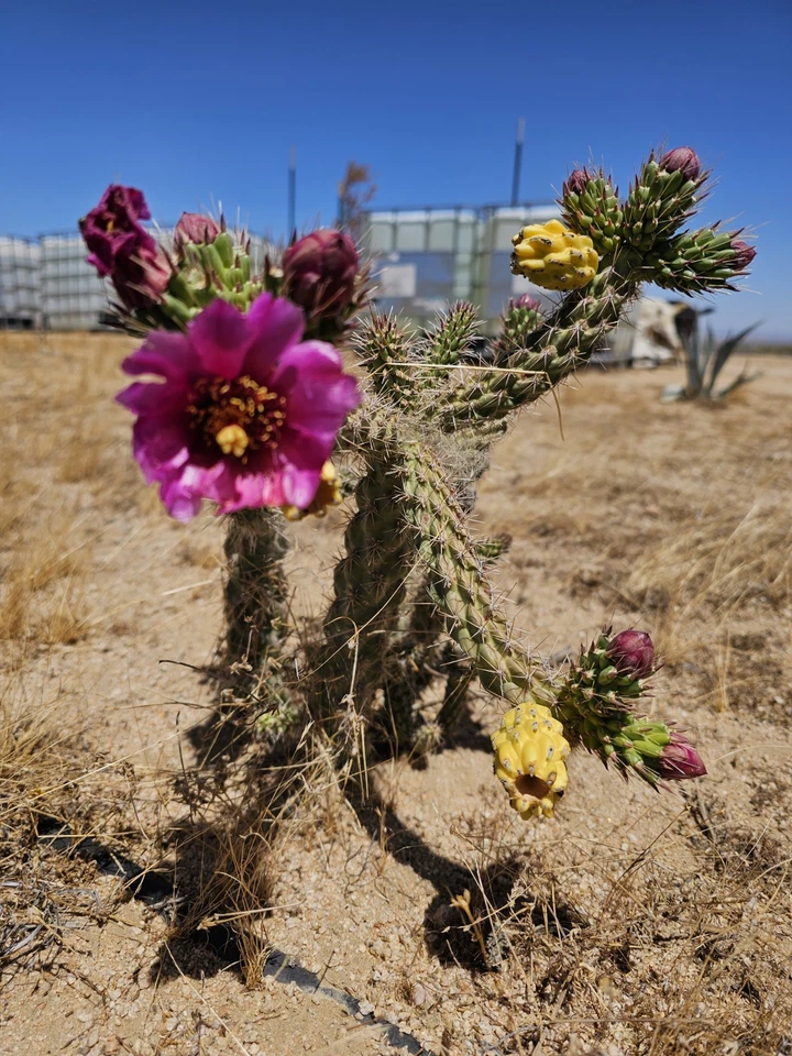 Cylindropuntia Imbricata Cuttings – 3 Tree Cholla Cactus Cuttings 4–6 Inch, Cold-Tolerant Desert Cactus