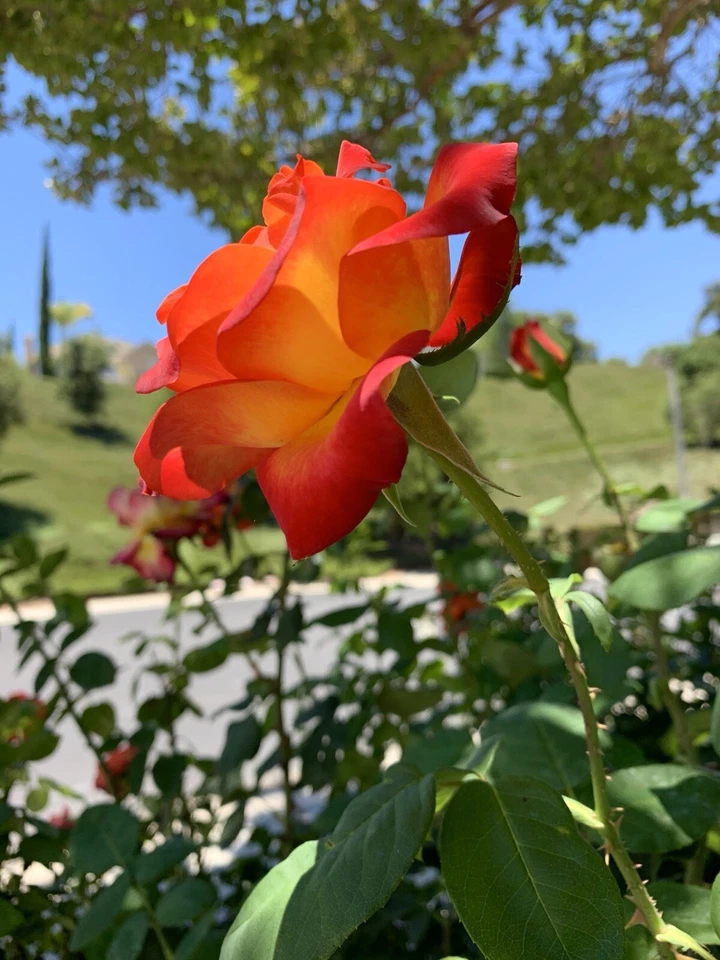 Yellow-Orange Rose Cuttings – 5 Fresh Stems for Planting – Large Bloom Rose Starter Stems for Garden Growing (USA)