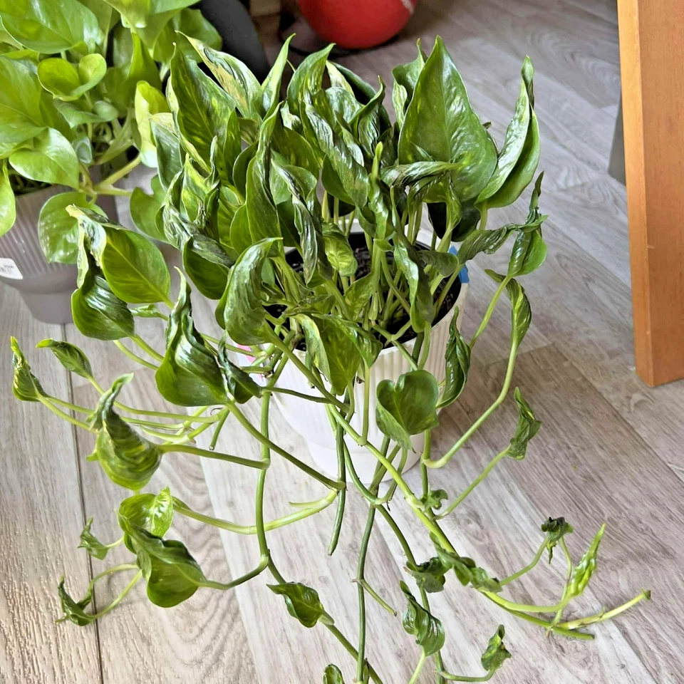 Shangri La Pothos Cuttings – 4 Live Unrooted Epipremnum Aureum Cuttings, Indoor Houseplant for Propagation