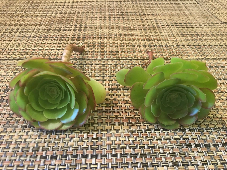 Aeonium arboreum Green Rose Succulent Cuttings for Planting – 2 Unrooted Rosettes Approx 4 Inch