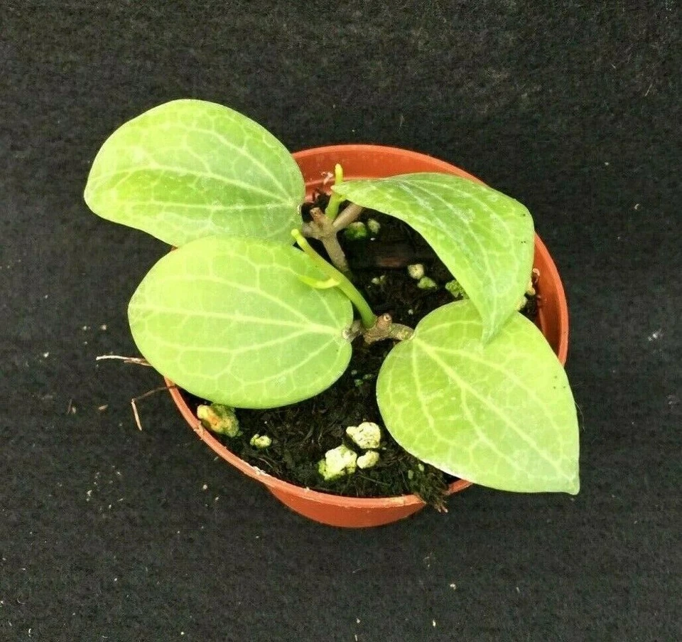 Hoya fitchii Rooted Live Plant in 2.5 Inch Pot, Wax Plant Houseplant with Decorative Foliage