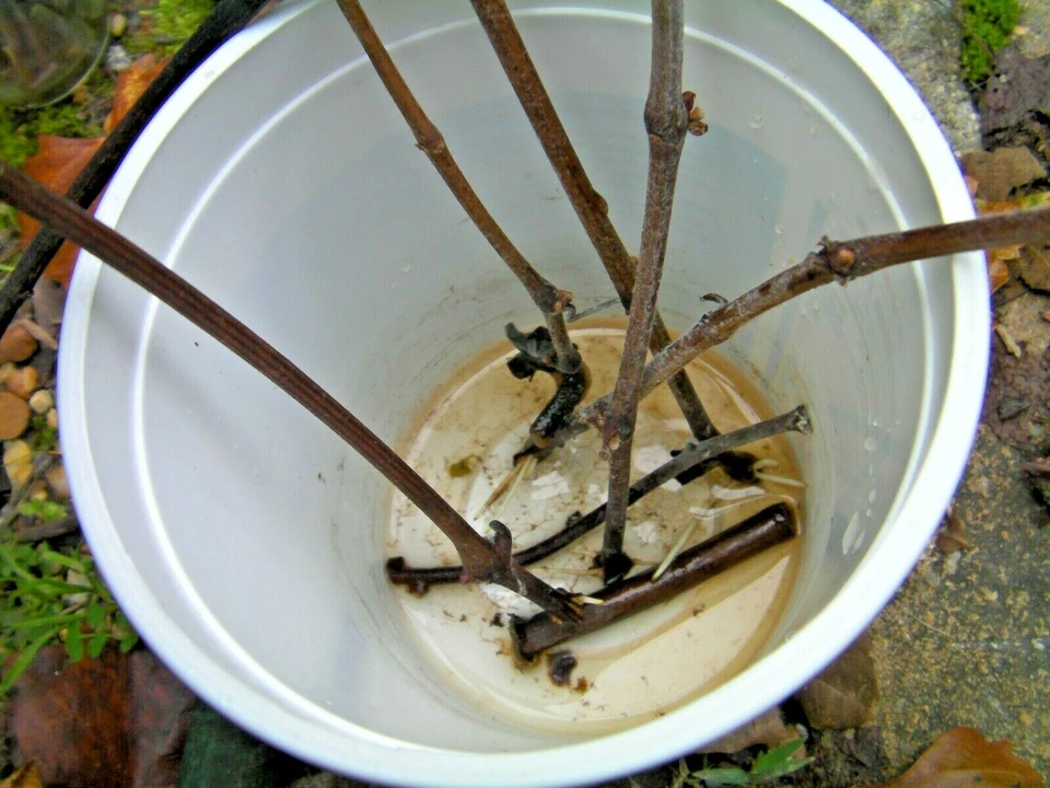 Black Gooseberry Cuttings – 12 Thin Unrooted Ribes Branch Cuttings for Berry Plant Propagation