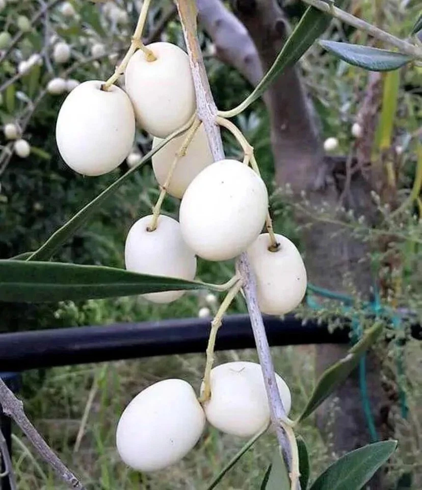 White Olive Tree Cuttings – 3 Pack Rare Olea europaea Variety for Rooting or Grafting, Live Mediterranean Fruit Tree Wood
